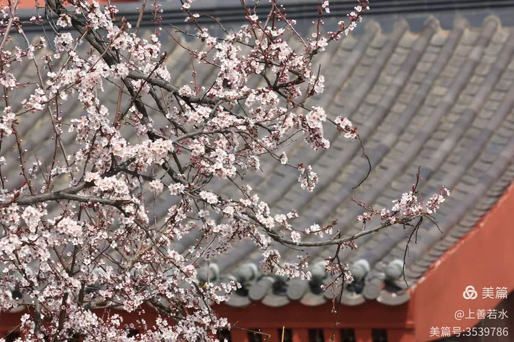 山寺桃花始盛开
